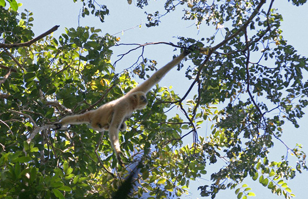 Explore Gibbon Spotting in Veun Sai-Siem Pang National Park