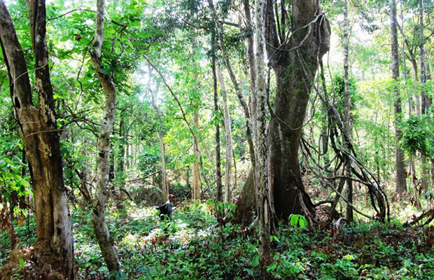 2-Day: Gibbon Spotting in Veun Sai-Siem Pang National Park