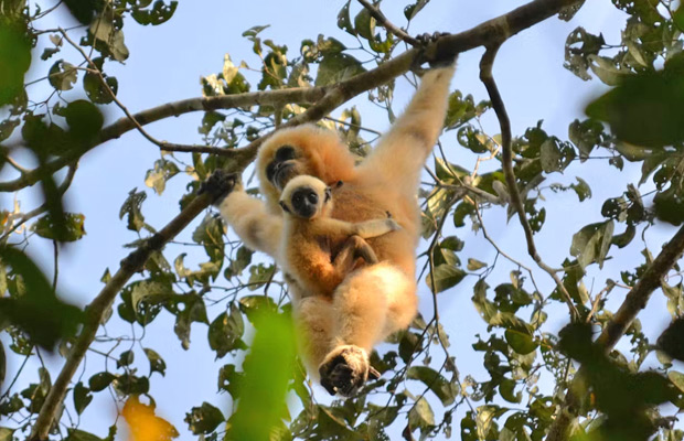 2-Day: Gibbon Spotting in Veun Sai-Siem Pang National Park