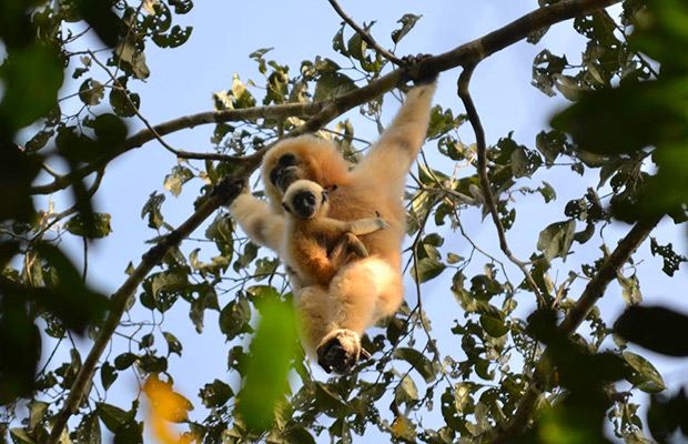 2-Day: Gibbon spotting Tour in Ratanakiri