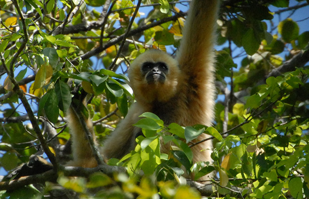 2-Day: Gibbon Spotting in Veun Sai-Siem Pang National Park