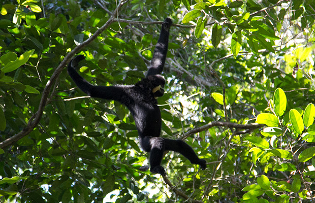 2-Day: Gibbon Spotting in Veun Sai-Siem Pang National Park