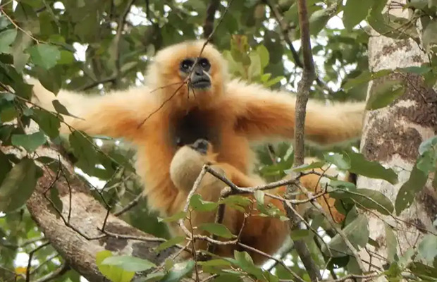 2-Day: Gibbon spotting Tour in Ratanakiri