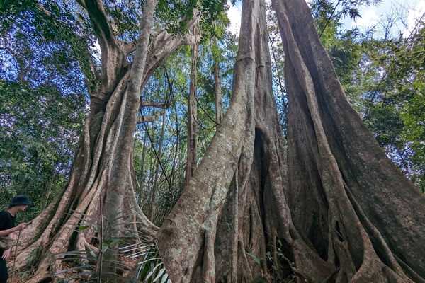 2-Day: Mondulkiri Jungle Trekking Tour