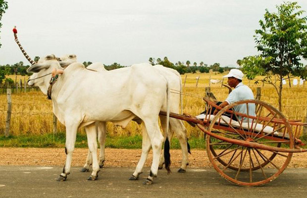 Best Adventure of Ox Cart Sunrise Tour