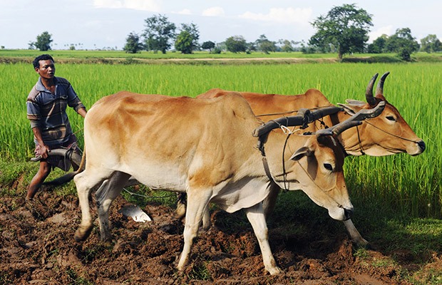 Siem Reap Countryside Cycling & Kayak Day Tour