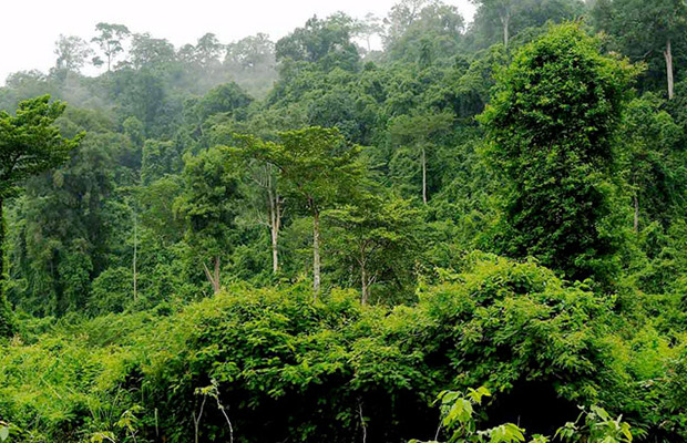 Cardamom Mountains, Pursat