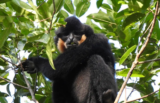 Discover Gibbon Spotting Adventure of Cambodia