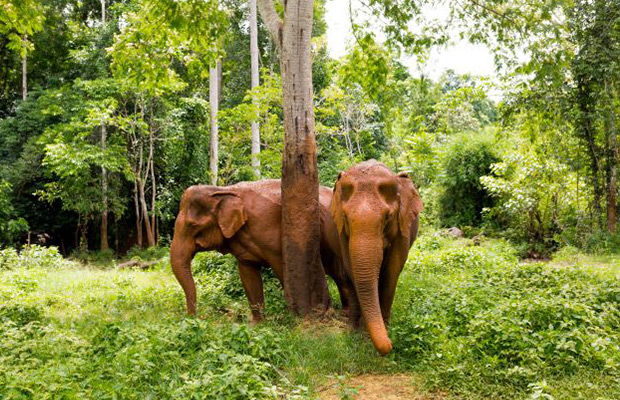 Elephant Adventure and Trekking to Keo Seima Wildlife Sanctuary
