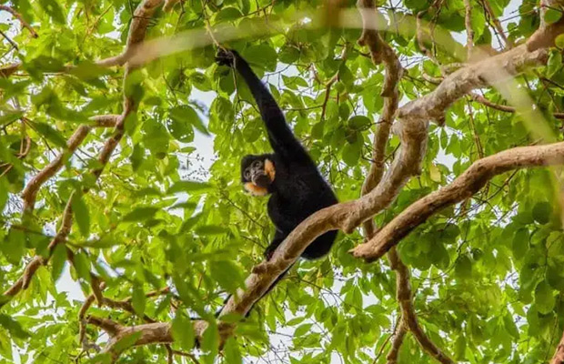 Explore Gibbon Spotting in Veun Sai-Siem Pang National Park