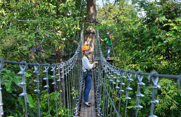 Flight of Gibbon at Angkor Wat