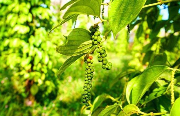 Full-Day Kampot Private Tour with English Local Tour Guide by Car
