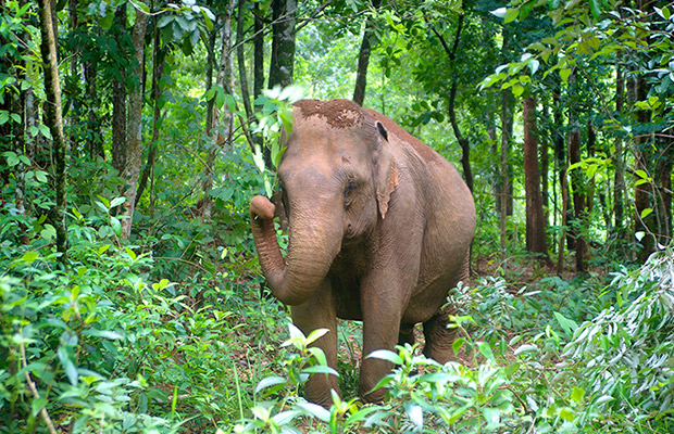 Full-Day: Mondulkiri Eco-friendly Elephant Experience Tour