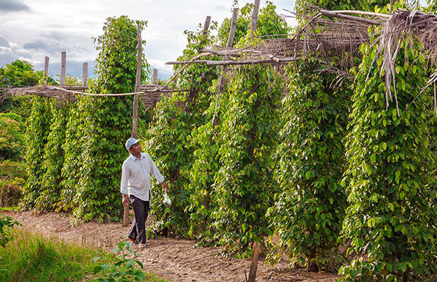 Full-Day Small Group Tour: Phnom Penh City to Kampot & Kep