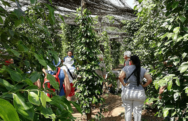 Kep Local Tuk Tuk Tour to Countryside & Pepper farm