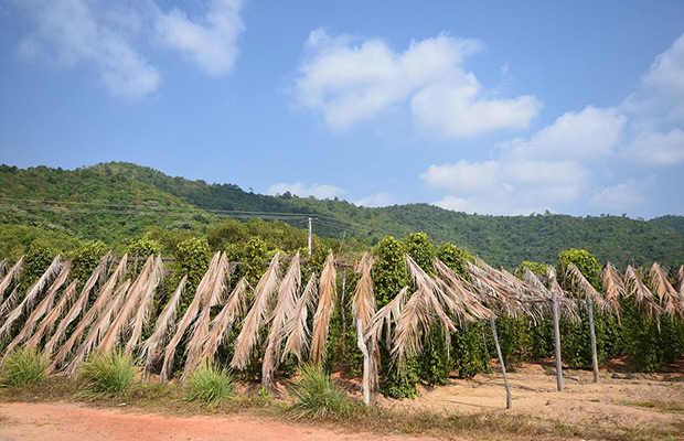 Kep Local Tuk Tuk Tour to Countryside & Pepper farm