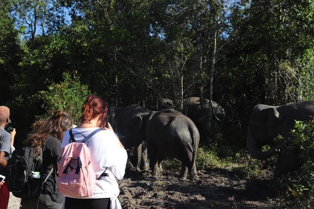 Kulen Elephant Forest Siem Reap