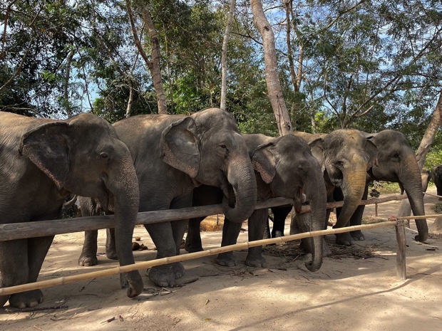 Kulen Elephant Forest Siem Reap
