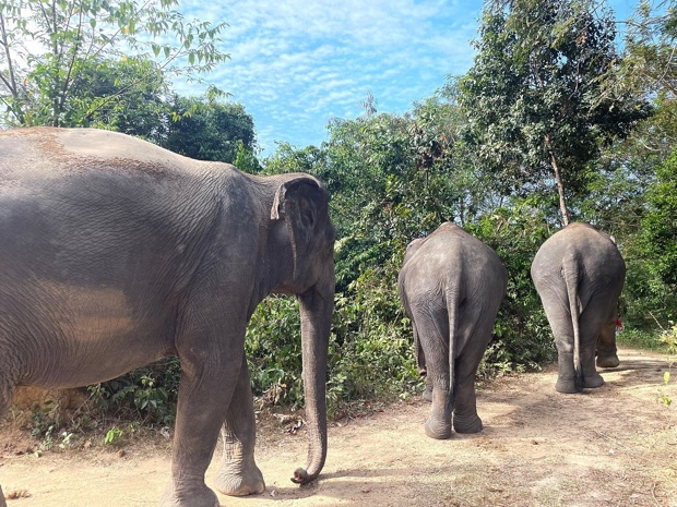 Kulen Elephant Forest Siem Reap