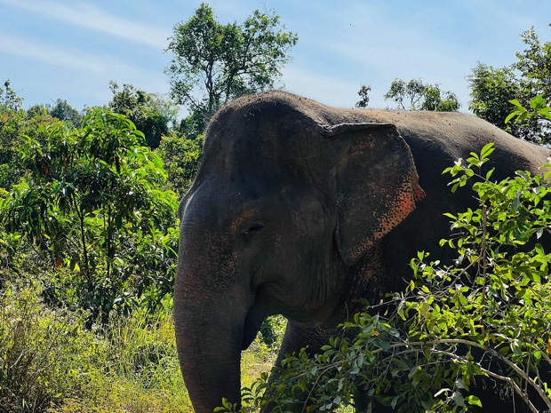 Kulen Elephant Forest Siem Reap