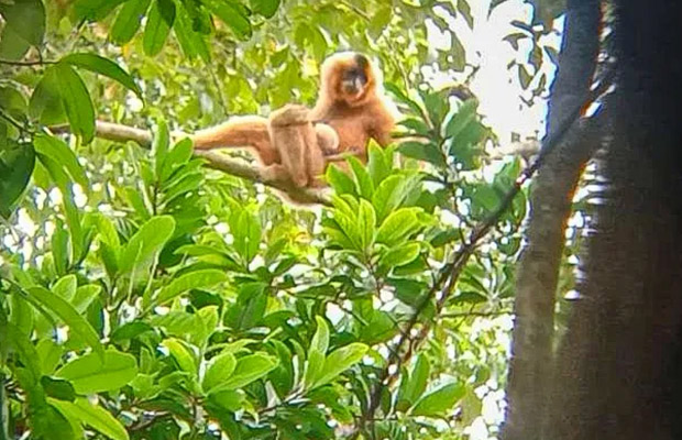 Mondulkiri Gibbon Trekking + Elephant Forest Tour