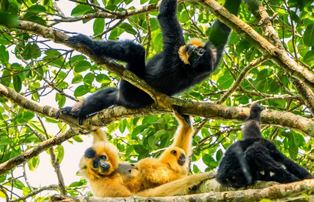 Mondulkiri Gibbon Trekking + Elephant Forest Tour