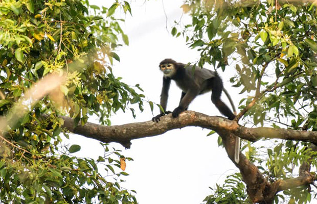 Mondulkiri Gibbon Trekking + Elephant Forest Tour