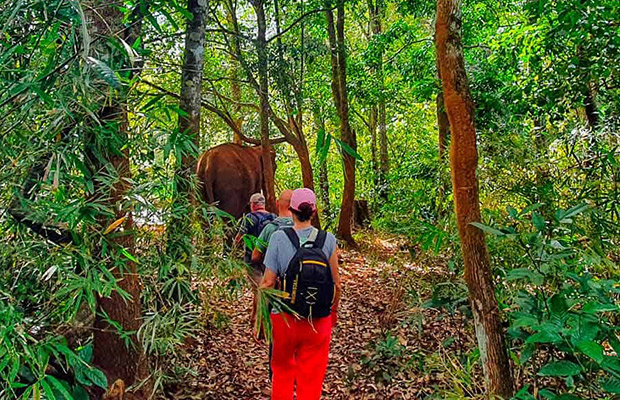 Mondulkiri Gibbon Trekking + Elephant Forest Tour