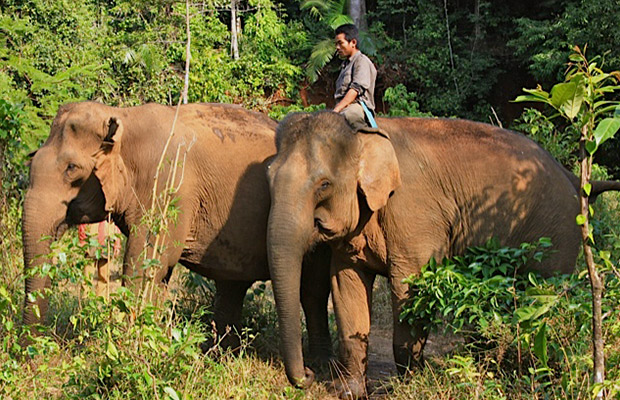 Elephant Valley Project