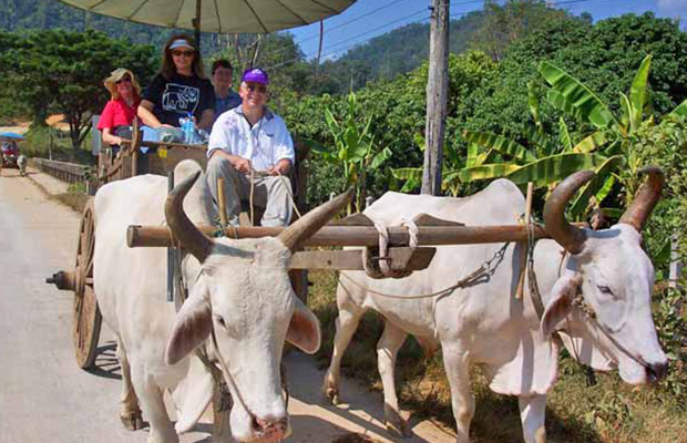 Ox-Cart Riding Tour Through Villages in Countryside