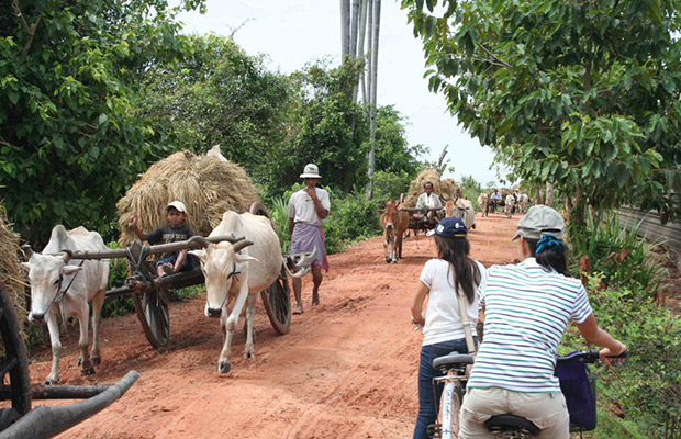 Ox-Cart Riding Tour Through Villages in Countryside