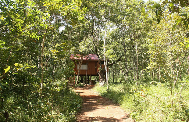Roniem Forest, Krong Pursat