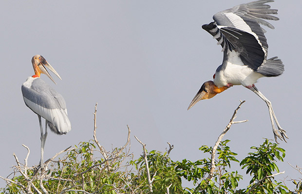 Siem Reap Bird Watch Day Tour