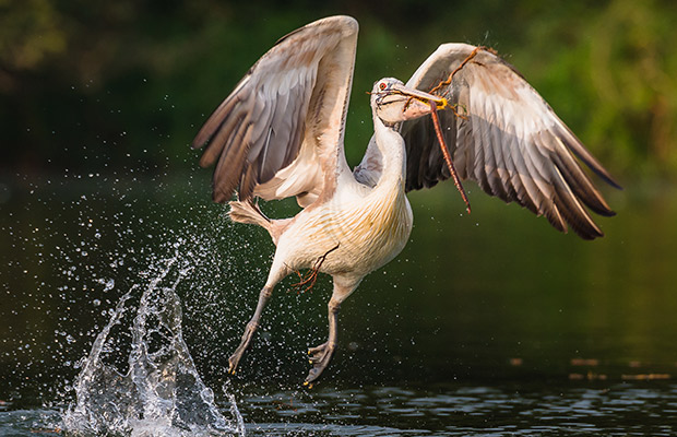 Siem Reap Bird Watch Day Tour