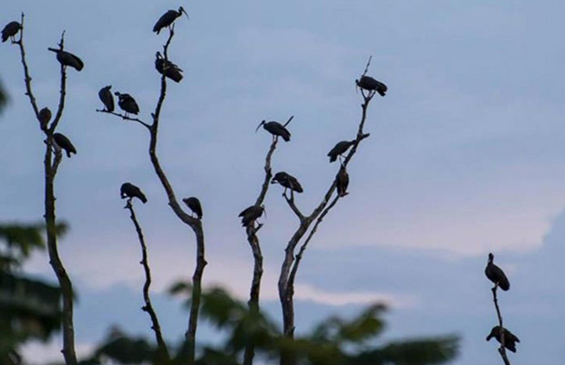 Siem Reap Bird Watch Day Tour